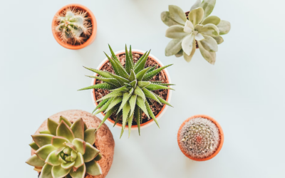 Why Use a Plant Based Cleaner:  My Top 5 Plant Based Household Products