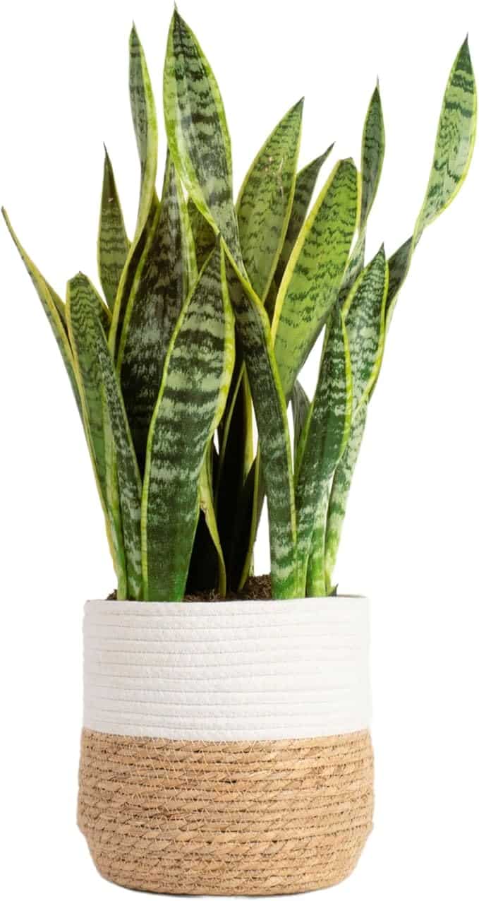 snakeplant